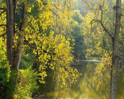 3D Wallpaper Natural Mystic Scenery