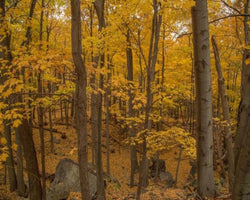 Nature View 3D Wallpaper Natural Mystic Scenery