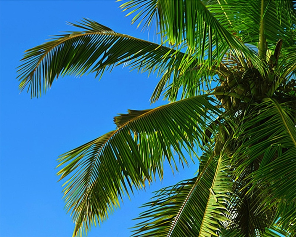 3D Wallpaper Seaside Palm Beach SKU# WAL0294